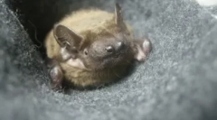 Kućni bat: da li vrijedi i koje poteškoće čekaju sadržaj?